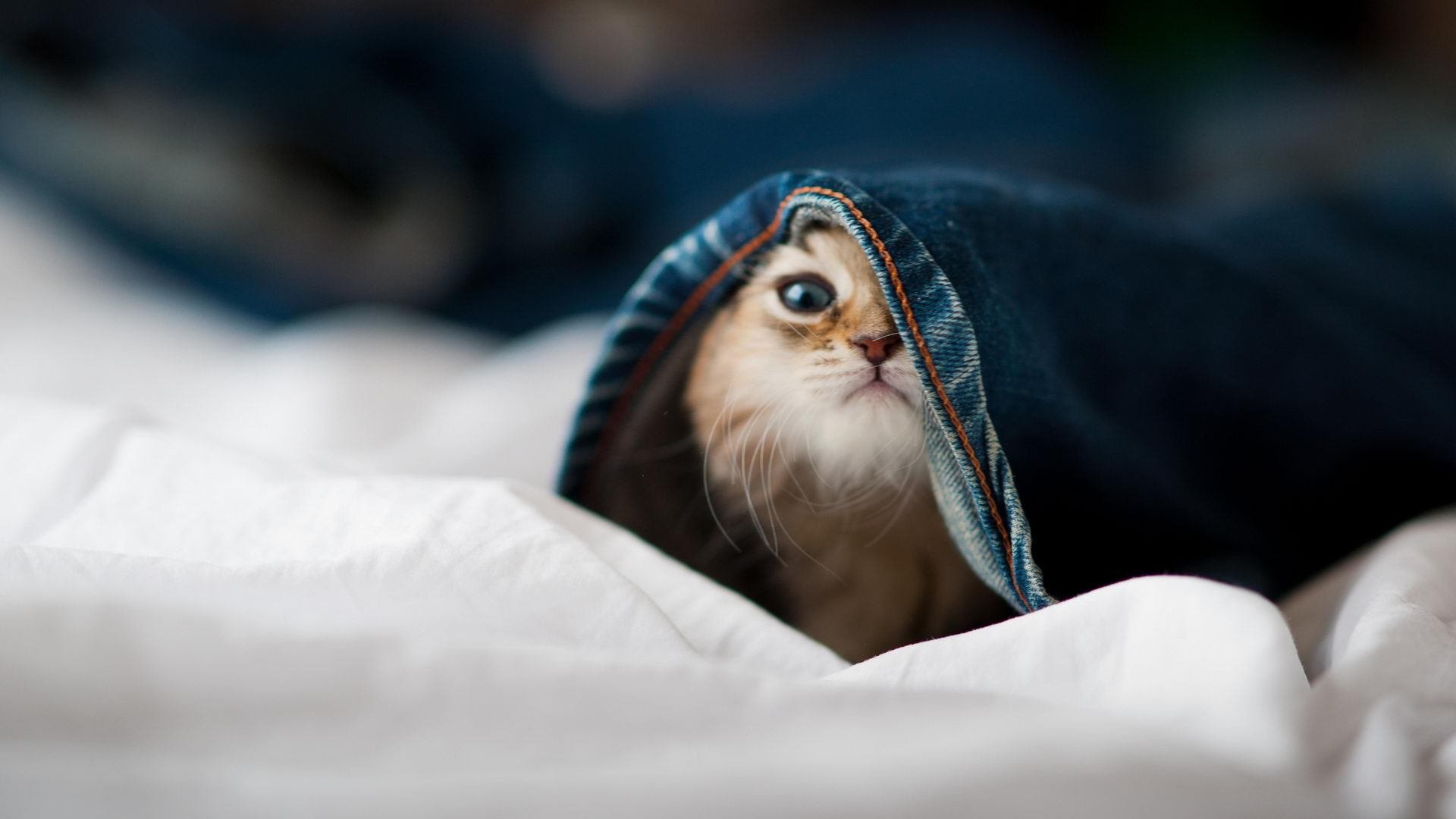 开云体育登录网站入口-_湖人队士气高涨，迎来佳绩_，湖人队队