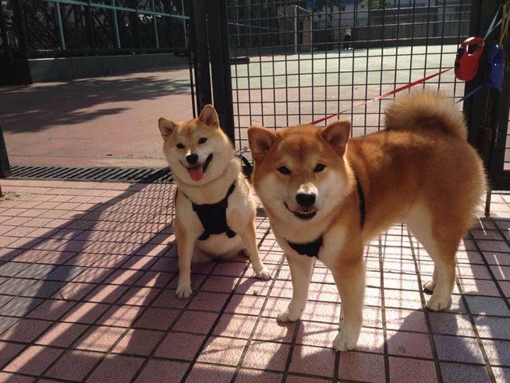 开云集团中国官网-【大谷翔平闪耀赛场】双向球员大谷翔平助队取胜，大谷翔平很有钱吗